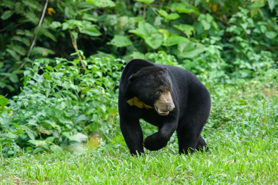 Bornean Sun Bear